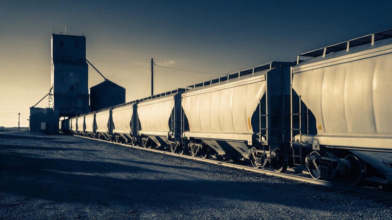 Rows of loaded grain hopper wagons standing on a siding beside a rural elevator in Kansas in the early morning, long shadows across the gravel