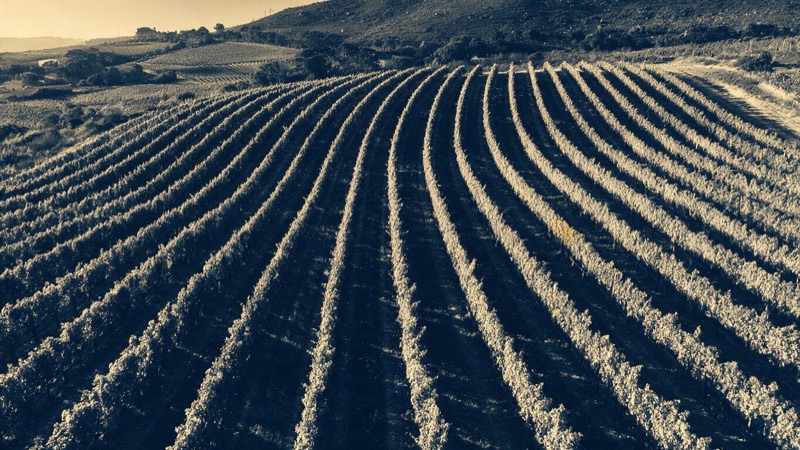 Drone-height view of vine rows curving along the contours of a hillside block in South Africa's Western Cape at golden hour, long shadows between the rows