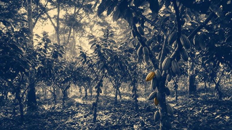 Rows of cocoa trees with ripening pods under tall shade trees on a plantation in Ghana, humid morning light filtering through the canopy